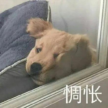 吵架吃瓜网红视频在线观看,精彩瞬间大盘点！