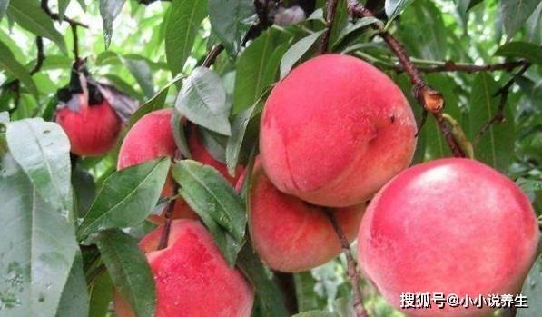 吃瓜和吃桃网红词,网红词汇背后的趣味解读