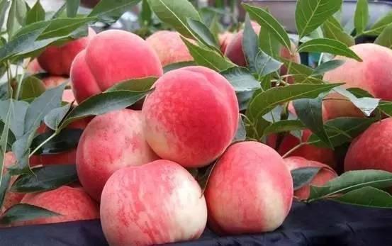 吃瓜和吃桃网红词,网红词汇背后的趣味解读