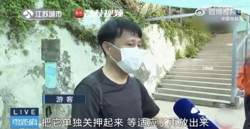 网红吃瓜邱奇迹