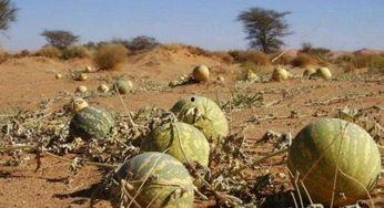 大漠吃瓜客网,揭秘沙漠中的网络奇观