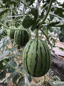 网红瓜可以在哪吃,揭秘各大热门美食聚集地