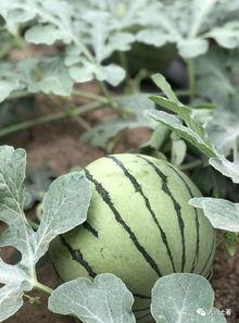 近期网红吃瓜网站是什么,近期火爆网红吃瓜网站，热门事件一网打尽！