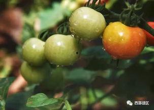 中国军视网吃瓜,揭秘军营里的“吃瓜”趣事