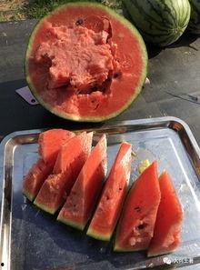 近期网红吃瓜大事件,揭秘近期网络热点背后的真相