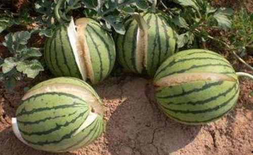 景区吃瓜网红事件真相,揭秘背后的真相与争议