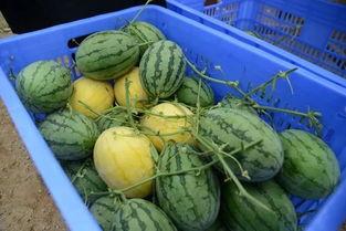 昭通网红吃瓜群微信号,揭秘昭通本土热门话题与趣味事件