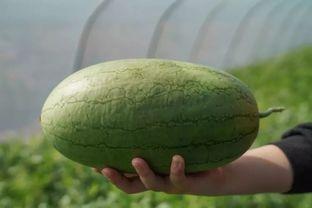 吃瓜网全网黑瓜,吃瓜网揭秘娱乐圈黑瓜大揭秘