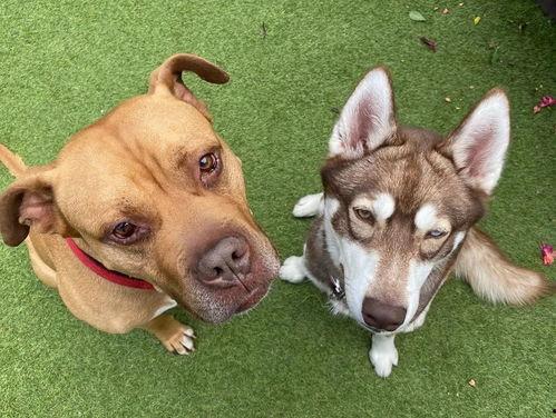 网红狗子跟闺蜜吃瓜图片,萌态十足！