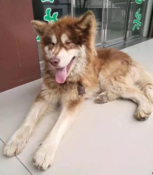 网红狗子跟闺蜜吃瓜图片,萌态十足！