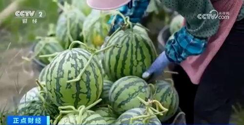 康乐网红吃瓜视频大全集,揭秘热门视频背后的故事