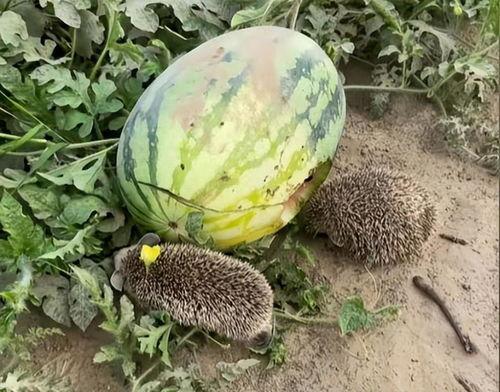 康乐网红吃瓜视频大全集,揭秘热门视频背后的故事