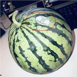 吃瓜广州网红,揭秘城市生活趣味瞬间