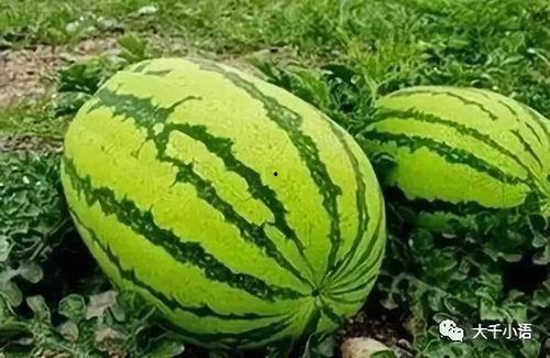 恒美吃瓜大赛官网入口,一网打尽年度热门瓜料，尽享狂欢盛宴