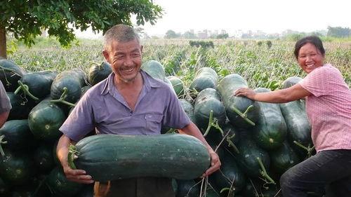 恒美吃瓜大赛官网入口,一网打尽年度热门瓜料，尽享狂欢盛宴