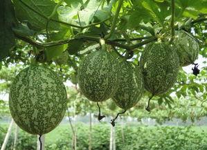 网红吃薄皮小吊瓜是真的吗,真相揭秘，是炒作还是美味诱惑？