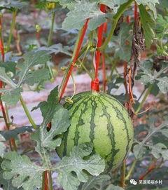 黑瓜福利网 在线吃瓜,畅享在线吃瓜盛宴，轻松解锁趣味生活