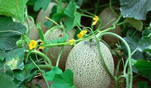 399su黑料吃瓜网