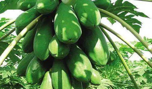 399su黑料吃瓜网