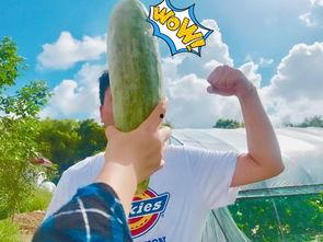 免费的网红吃瓜