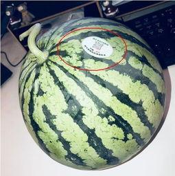 免费的网红吃瓜