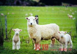 网红小羊吃瓜群,揭秘娱乐圈幕后故事