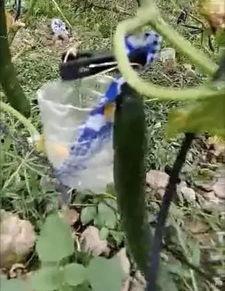 邳州网红吃瓜事件视频,一场网络狂欢背后的真相揭秘