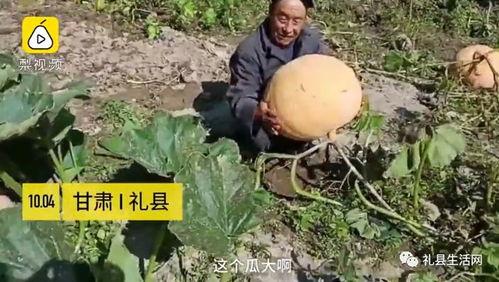 礼县网红吃瓜事件真相,真相与反思