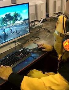 吃瓜大一网吧摄像头,一场吃瓜大揭秘