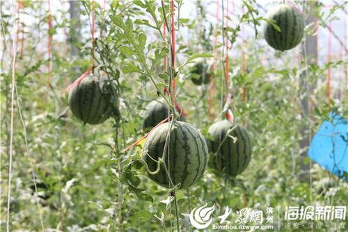 山东高密命案原视频吃瓜网,吃瓜网揭秘惊人真相