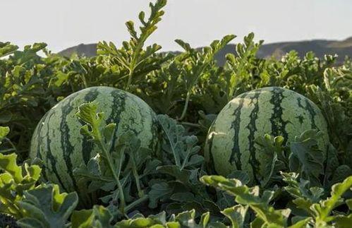 吃瓜淮北网红,揭秘淮北网红的吃瓜日常