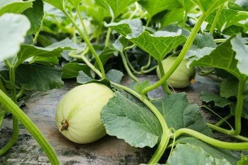 靖江小网红吃瓜群微信,揭秘网络八卦背后的故事