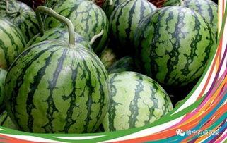 康县网红吃瓜店子是谁啊