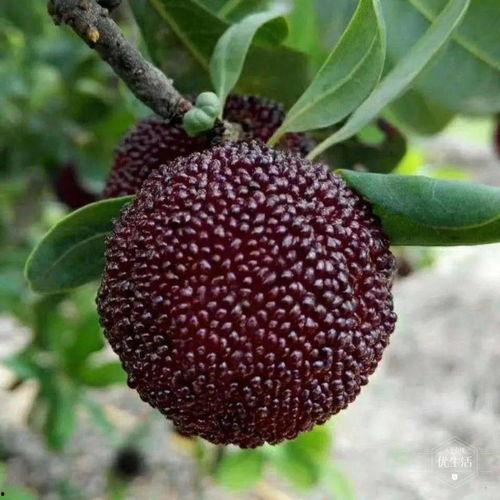 吃瓜少女爱荔枝视频网盘,吃瓜少女爱荔枝，带你领略视频世界的甜蜜诱惑