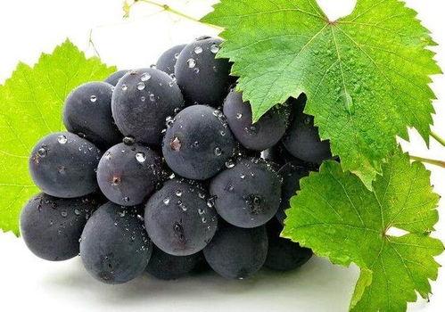 网红吃葡萄瓜是真的吗知乎,真相揭秘还是炒作？