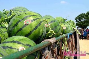 dy网红吃瓜基地