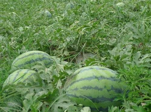 dy网红吃瓜基地