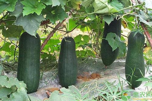 诸暨网红吃瓜事件真相,真相背后引人深思  第1张