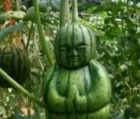 诸暨网红吃瓜事件真相,真相背后引人深思  第2张