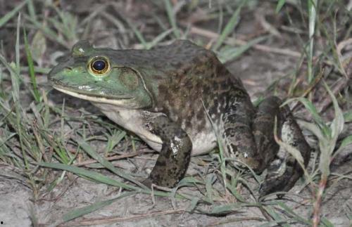 网红蛙卖崽吃瓜是真的吗 第1张 网红蛙卖崽吃瓜是真的吗 第1张