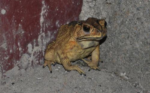 网红蛙卖崽吃瓜是真的吗 第2张 网红蛙卖崽吃瓜是真的吗 第2张