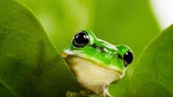 网红蛙卖崽吃瓜是真的吗 第3张 网红蛙卖崽吃瓜是真的吗 第3张