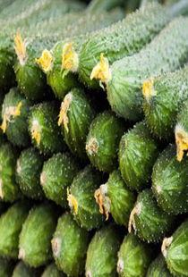 孕妇可以吃网瓜,网瓜的营养与食用指南 第3张 孕妇可以吃网瓜,网瓜的营养与食用指南 第3张