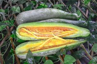 网红吃瓜黄钰杰  第1张