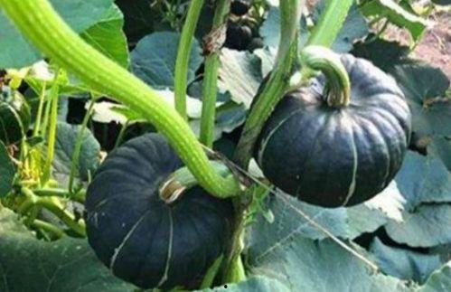 网红吃瓜黄钰杰  第3张