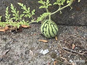 一元吃瓜网红,揭秘网络红人的崛起之路