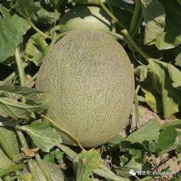 一元吃瓜网红,揭秘网络红人的崛起之路  第2张