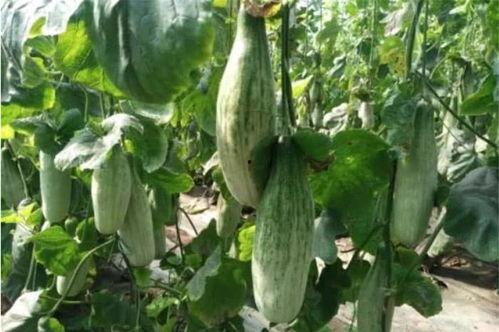 一元吃瓜网红,揭秘网络红人的崛起之路  第3张