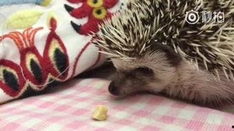 官狼吃瓜网,揭秘娱乐圈幕后真相，带你领略明星生活百态  第3张