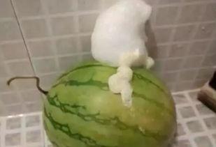 泡泡吃瓜网ptcg,揭秘卡牌游戏的魅力与策略  第3张